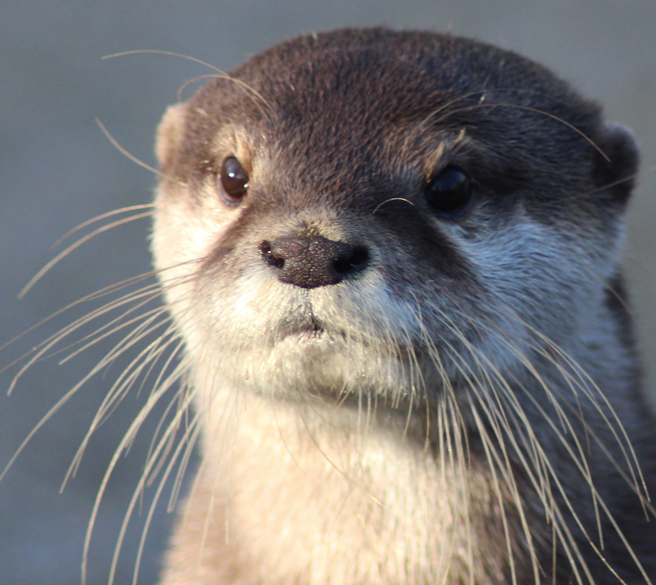 A gorgeous little Otter.