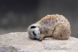 A beautiful lil Meerkat taking a meer-nap.